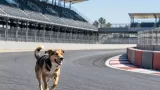 Un perro irrumpe en el Gran Premio de México y corre por la pista durante 5 minutos